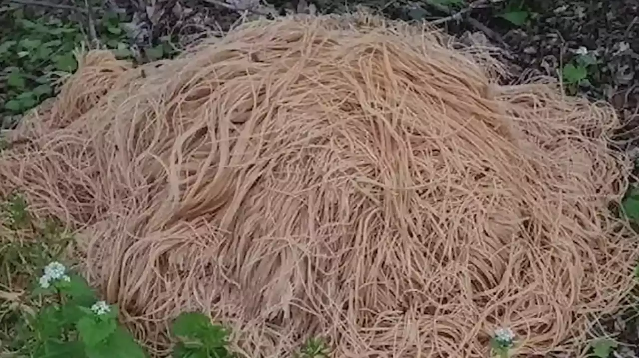 Hundreds of pounds of pasta dumped near New Jersey stream