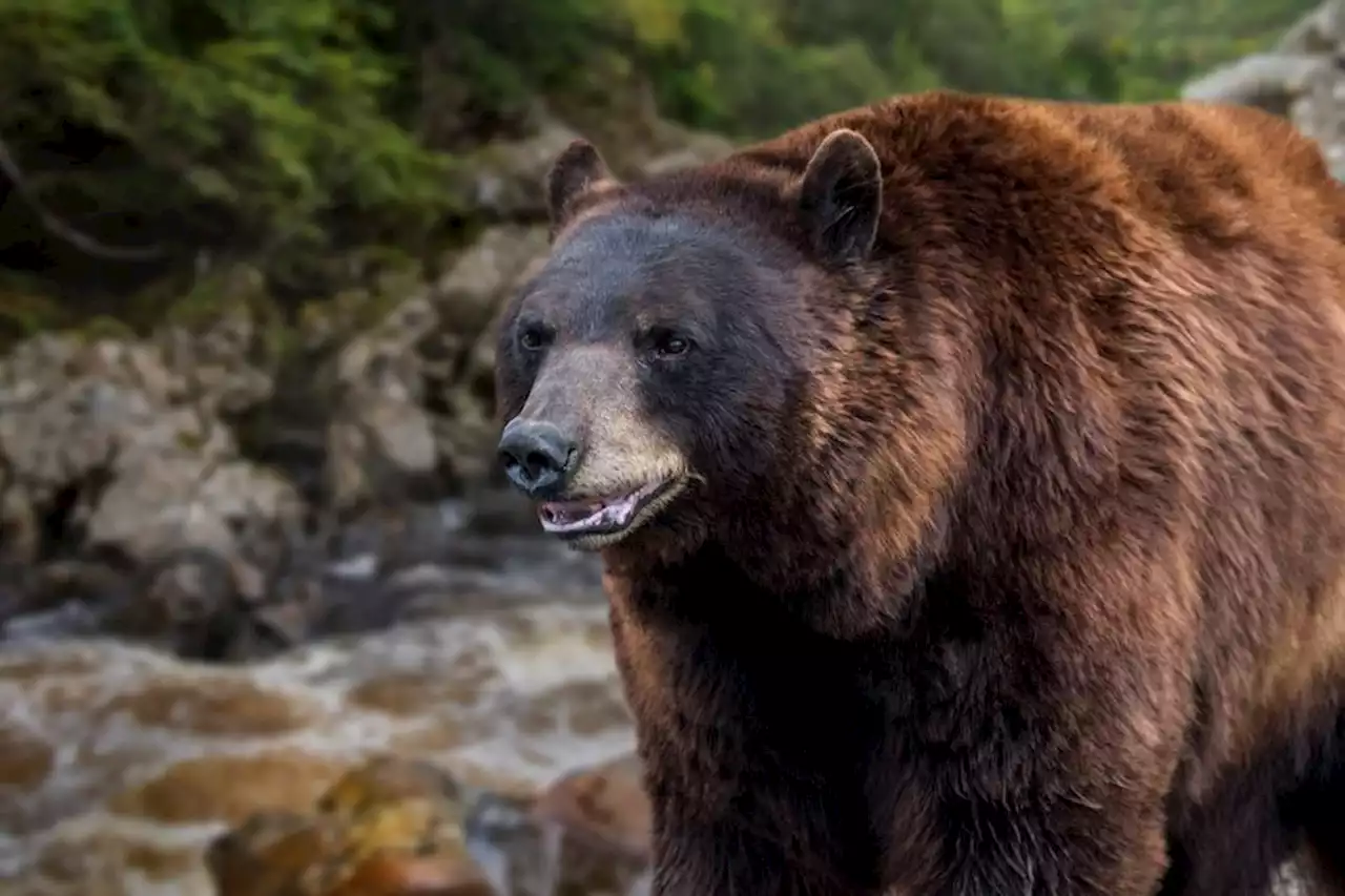 'C'est du clientélisme', une association pro-ours réagit à la décision du gouvernement qui rend possible l'effarouchement de l'ours dans les Pyrénées