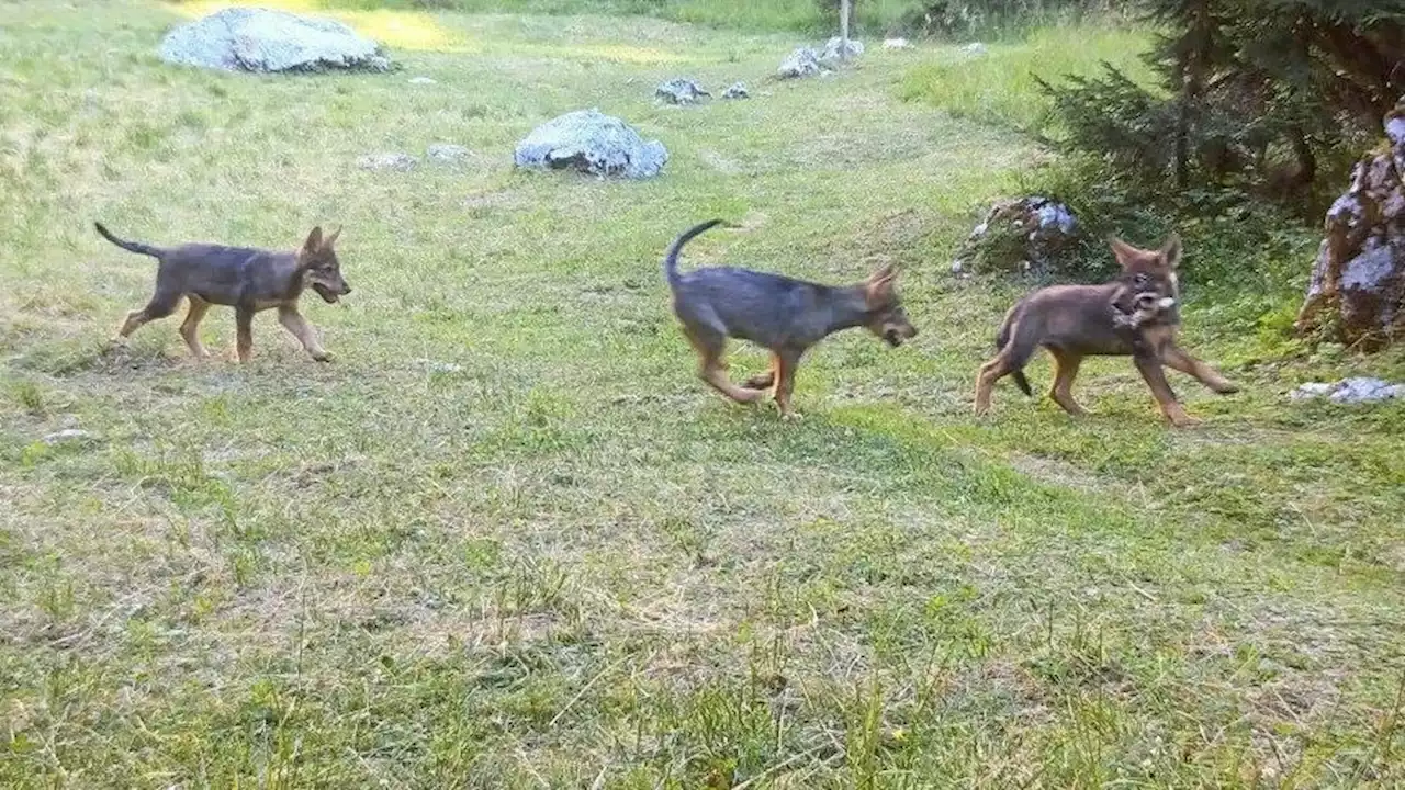 Hybrid-Wolf zeugte in 2 Jahren 14 (!) Nachkommen