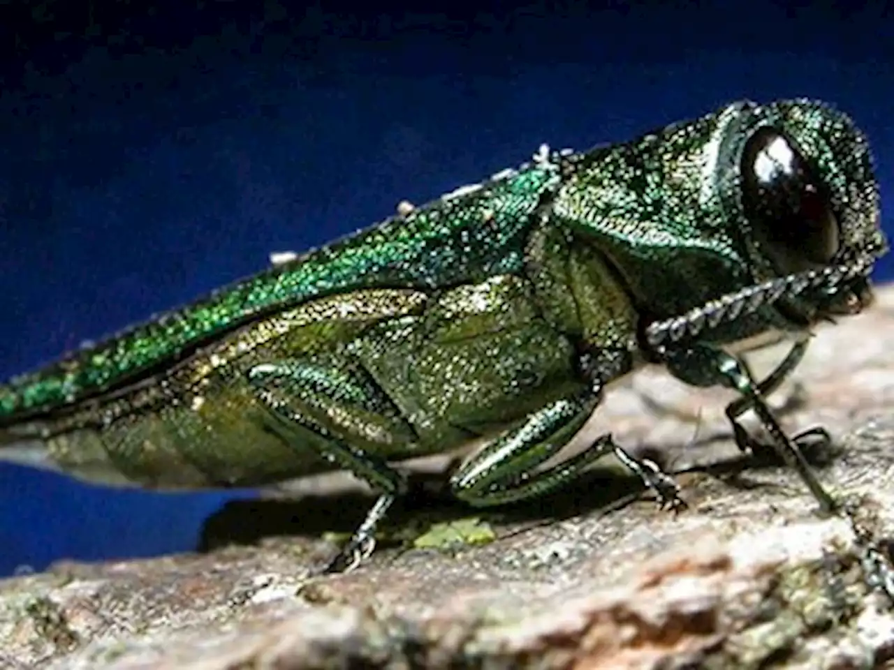 Four species assigned at-risk listings in Ontario