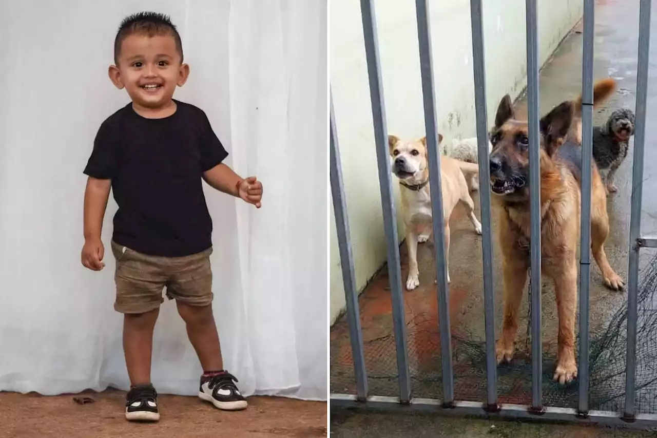 Boy, 2, mauled to death by family German shepherd that ‘knew him since birth’