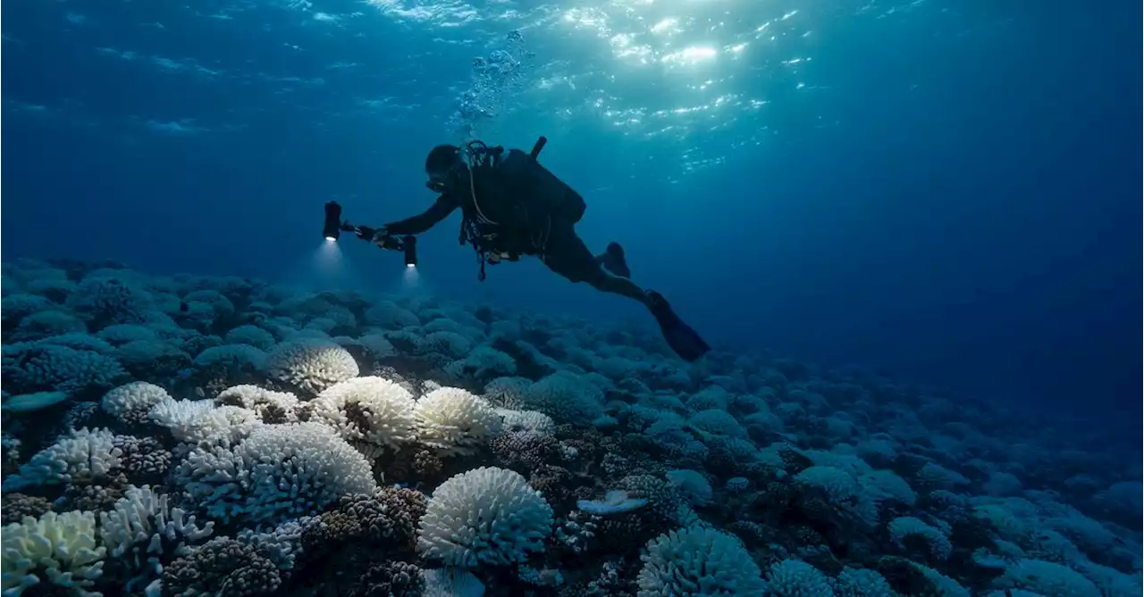 Ocean temperatures are off the charts right now, and scientists are alarmed