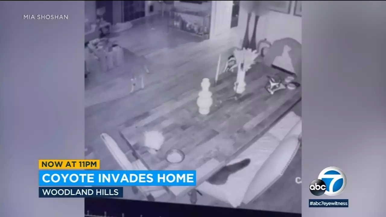 Coyote sneaks into Los Angeles, CA family's home through doggie door | Video