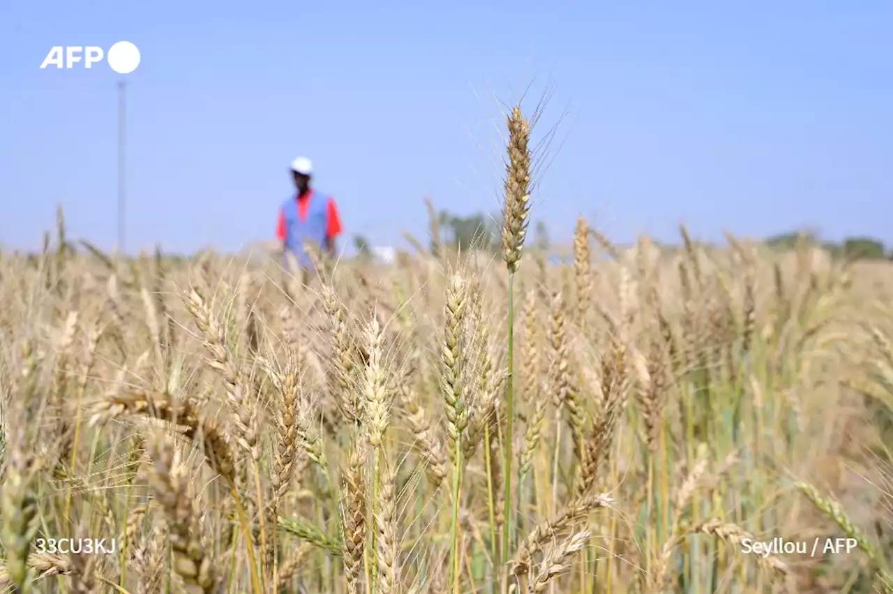 Le Sénégal moissonne et montre que cultiver le blé est possible