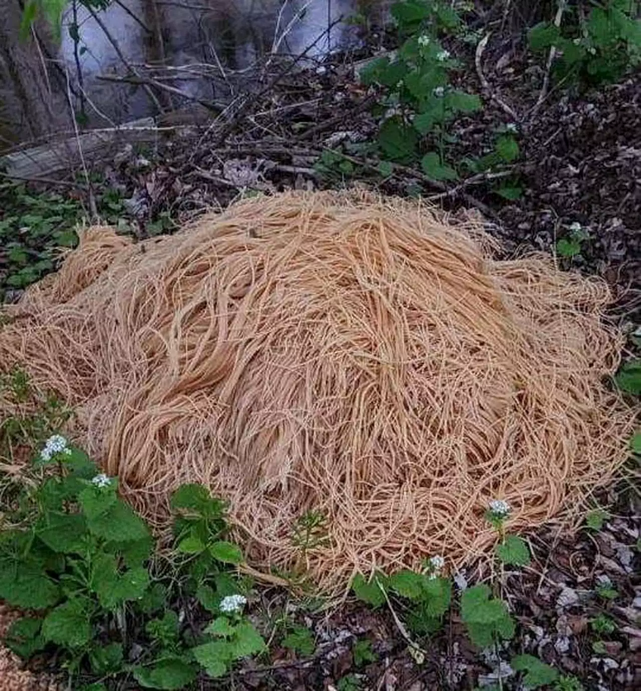 500 pounds of cooked pasta was dumped along a New Jersey stream. It’s now a political issue.