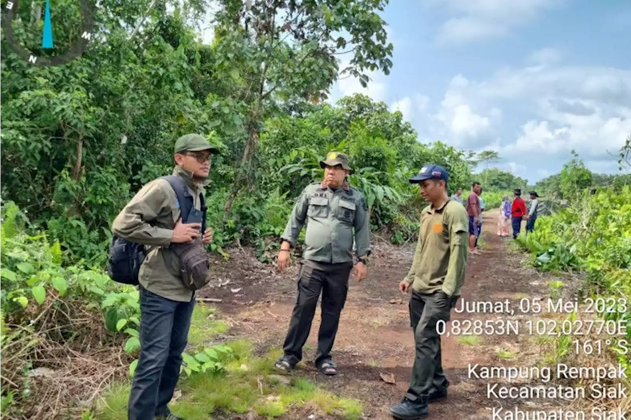 BB KSDA Riau: Seekor harimau sumatera terpantau kamera jebak di Siak