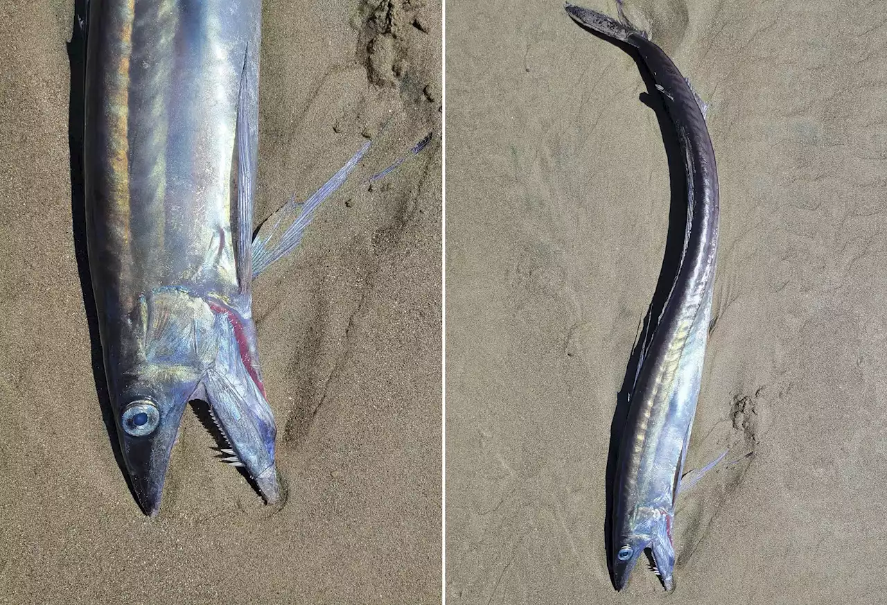 'Freaky-looking' fanged fishes found on Oregon beaches