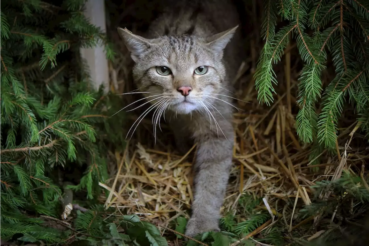 Hauptstadtregion: Wildkatzen auf der Spur – fassen die Tiere Fuß?