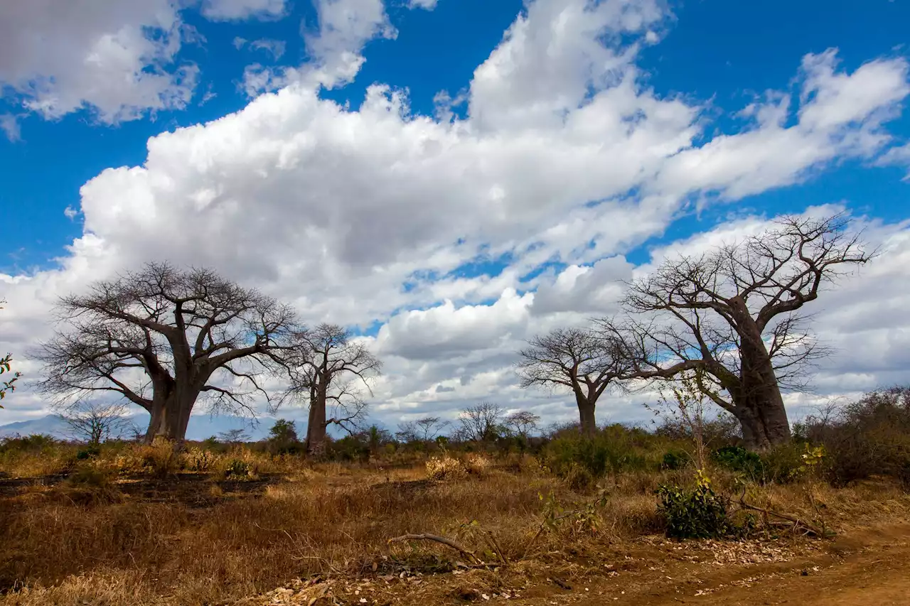 Se acerca el fenómeno El Niño. ¿Qué deben hacer los campesinos?