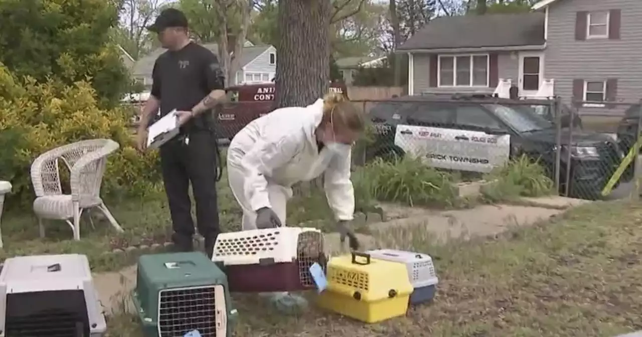 More than 100 cats rescued from home in Brick Township, New Jersey