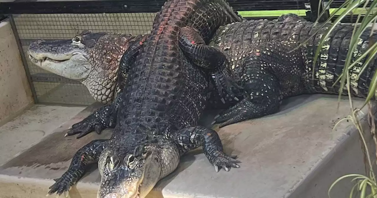 Alligators called a ‘crowd favorite’ at Aurora zoo moved to sanctuary in Michigan