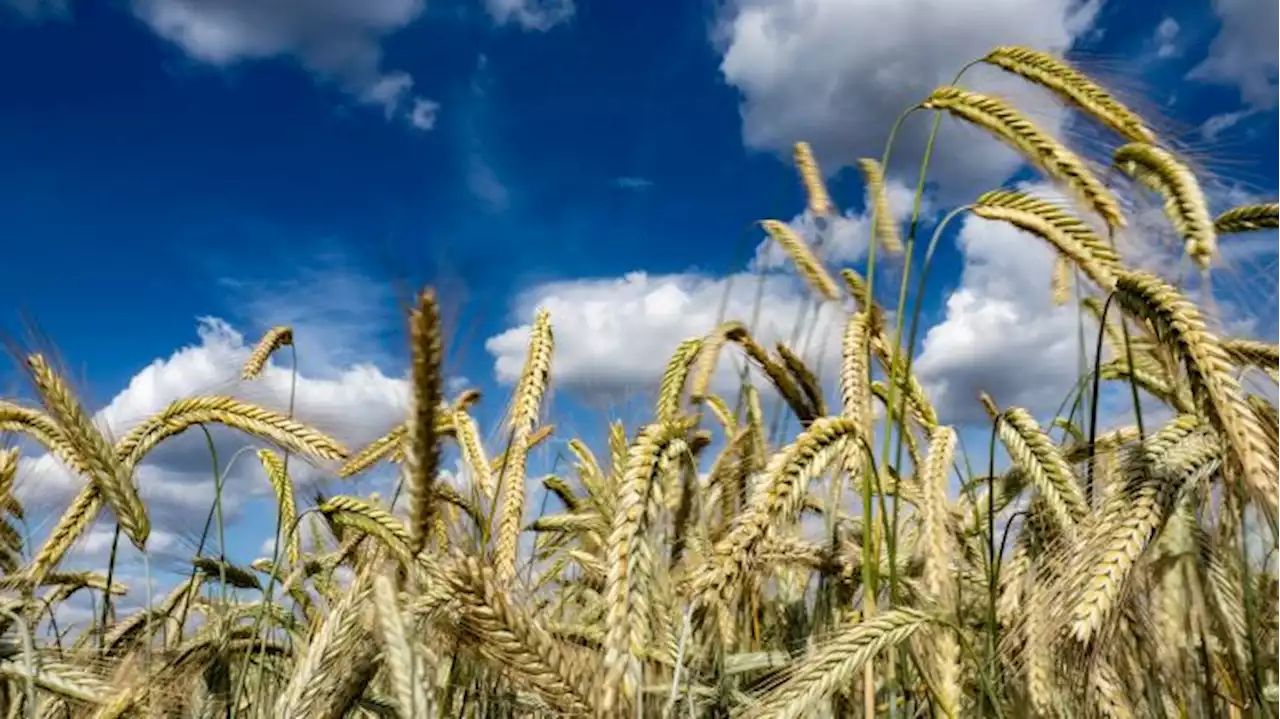 Stark schwankende Getreidepreise belasten Brandenburger Landwirte