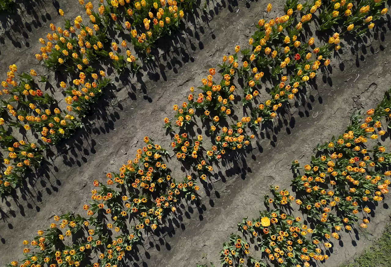 Suburban Skyview: 500,000 tulips at Kuipers Family Farm