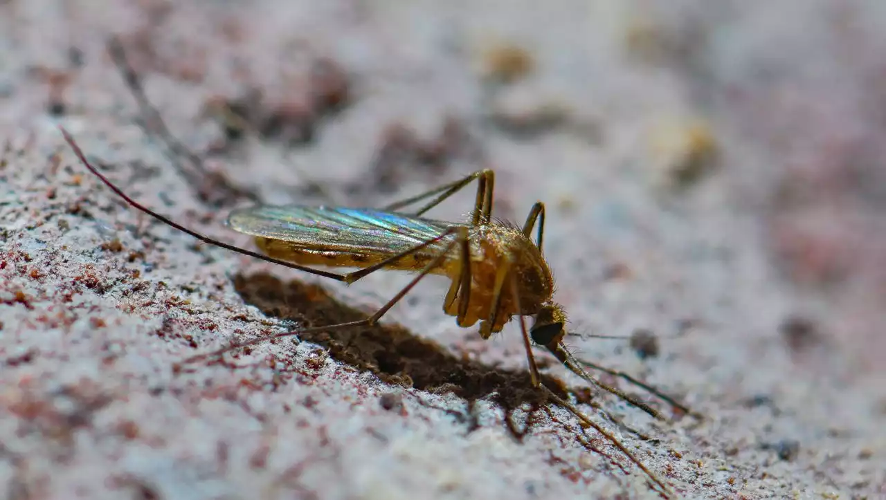 Mehr befallene Stechmücken: West-Nil-Virus breitet sich laut Drosten weiter aus