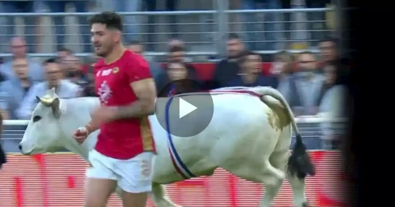 Video: invadió la cancha y persiguió jugadores ¡un toro!