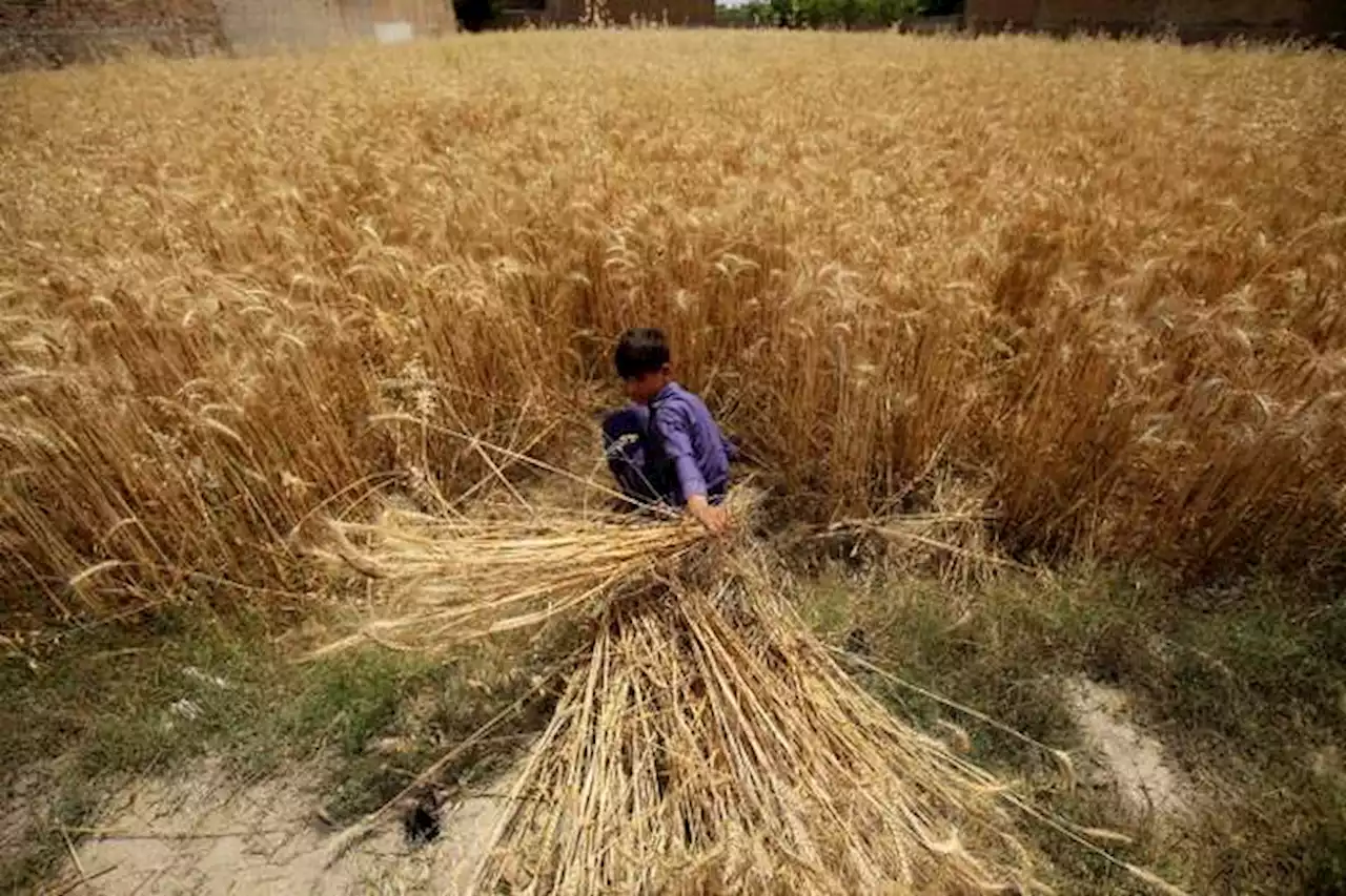 ONU: 258 millones de personas necesitaron ayuda alimentaria de urgencia en 2022