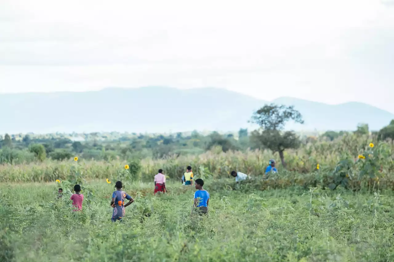 Agricultores intentan burlar el clima en África: ¿cómo lo hacen?