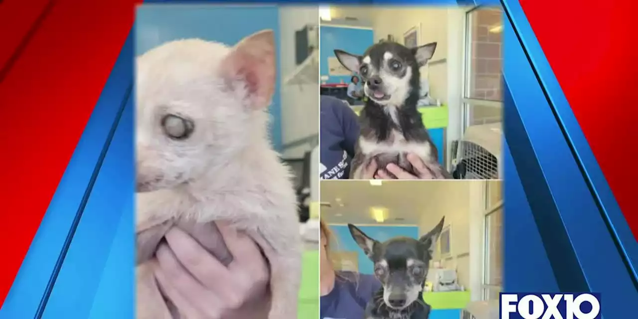 ‘Golden Girls’ chihuahuas adopted together at 15 years old