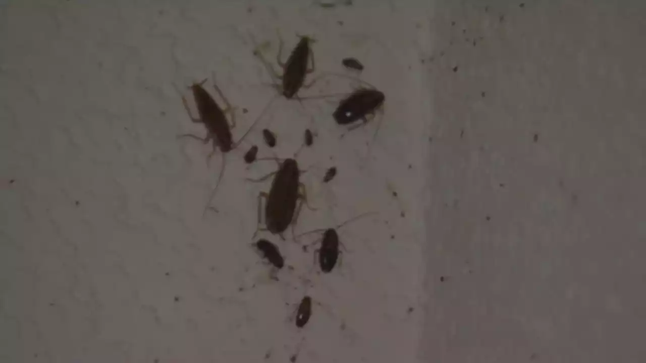 Houston residents say they live in deplorable conditions with roach infestation, mold