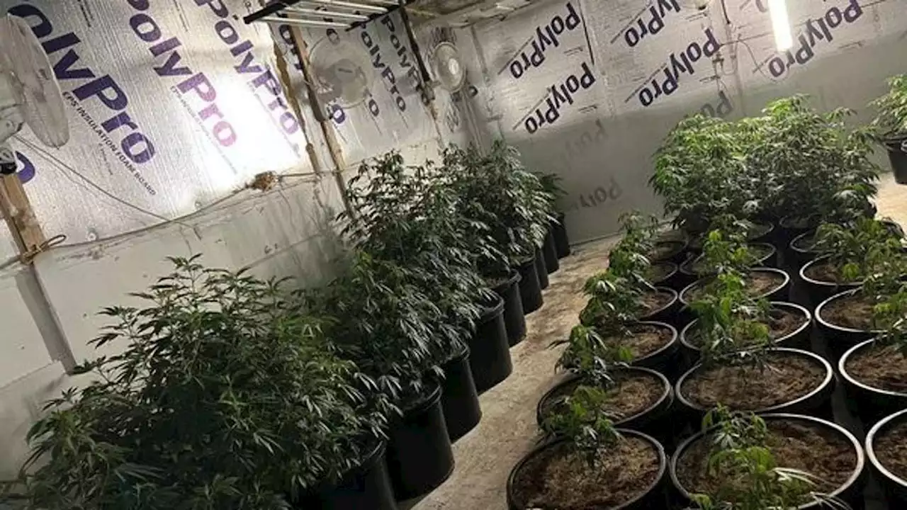 Marijuana bust in Conroe: Two arrested with more than 150 plants worth $635K