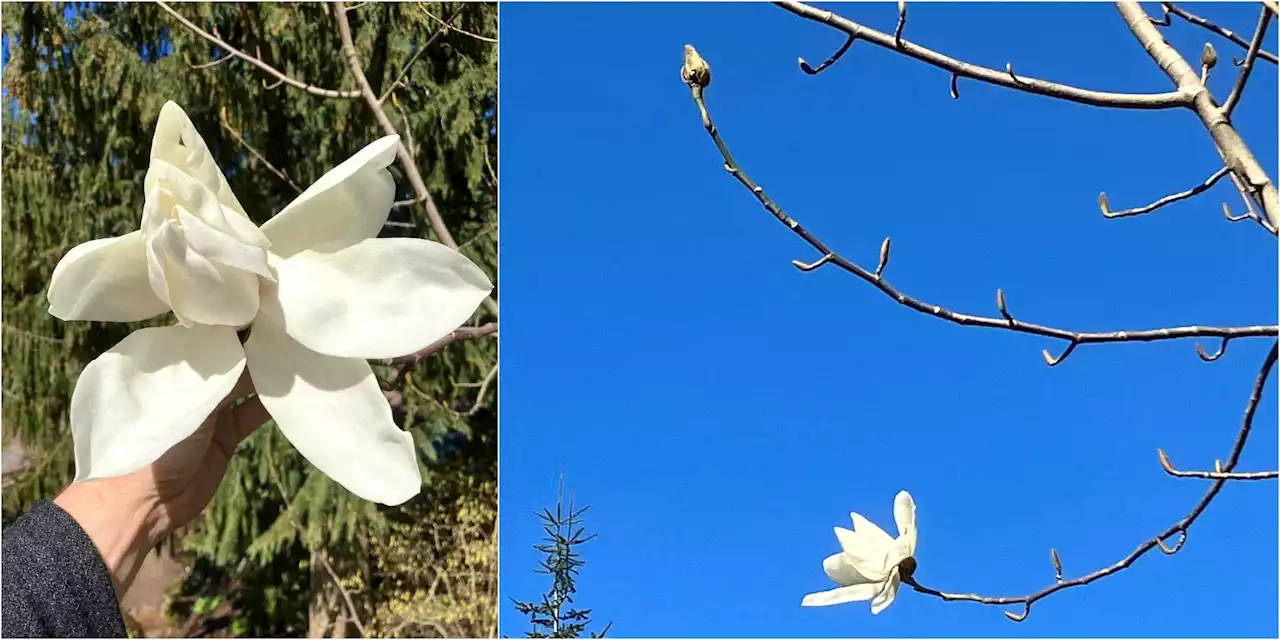 Unika växten blommar – efter elva års väntan