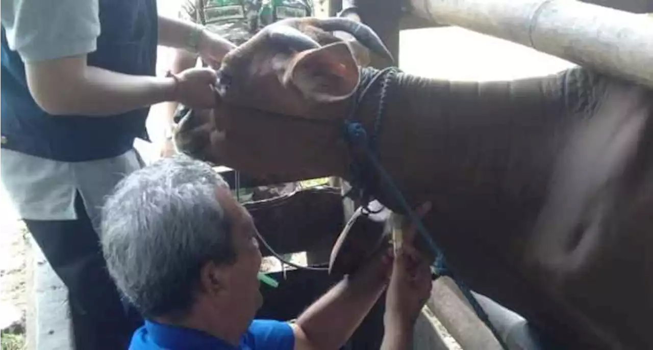 Gegara Ada Sapi Mati Mendadak, Sampel Darah Sapi Banjar Sawe Kini Diteliti