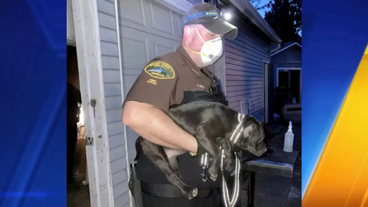 Pierce County man sentenced for running dog fighting ring