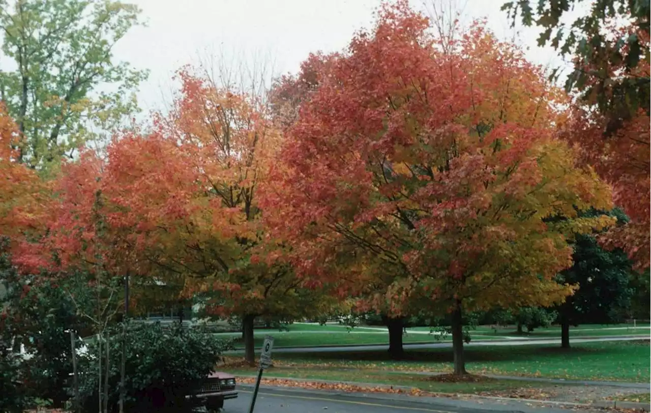 Why gardeners should consider planting trees resilient to climate change