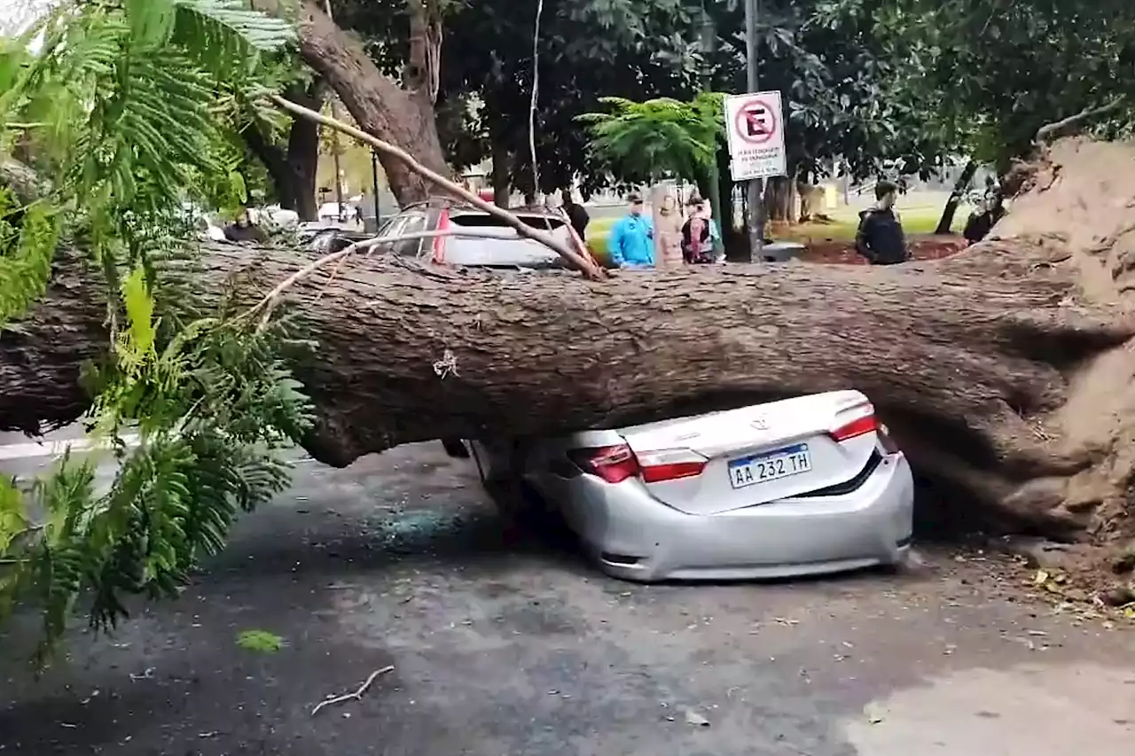 Palermo: cayó un árbol y aplastó dos autos cerca de la embajada de los Estados Unidos