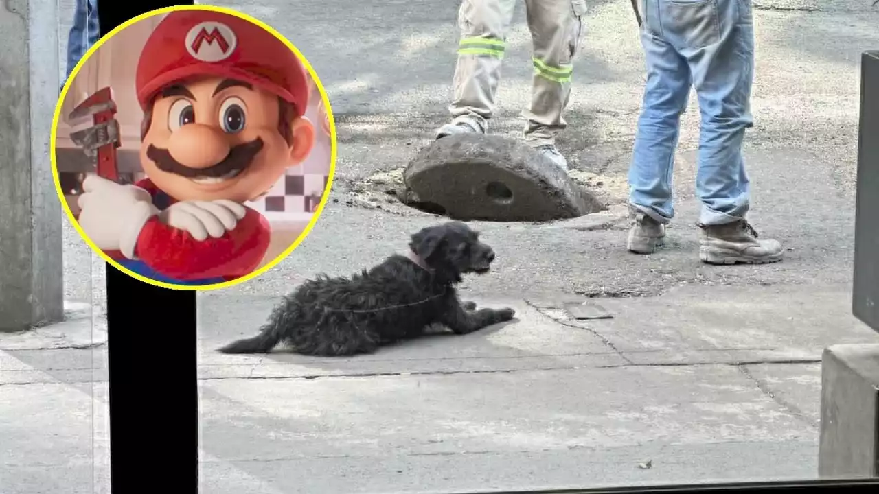 Perritos fontaneros en la Miguel Hidalgo estilo Mario Bros