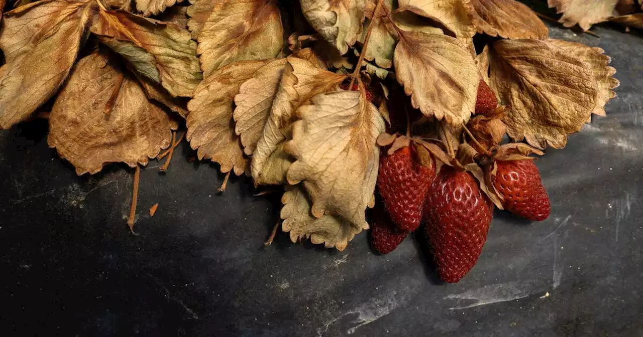 Espagne : la culture des fruits rouges, lourde menace pour la Camargue andalouse