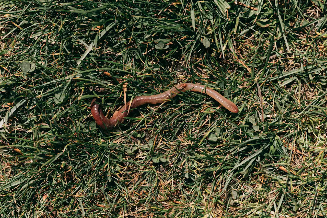 Earth-shaking: The benefits of earthworms in agriculture