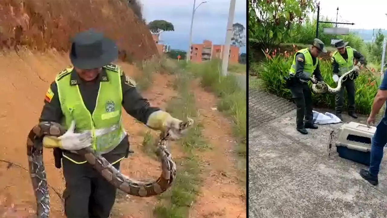 VIDEO: En Cali y Jamundí, la Policía Ambiental rescató a dos gigantescas Boas