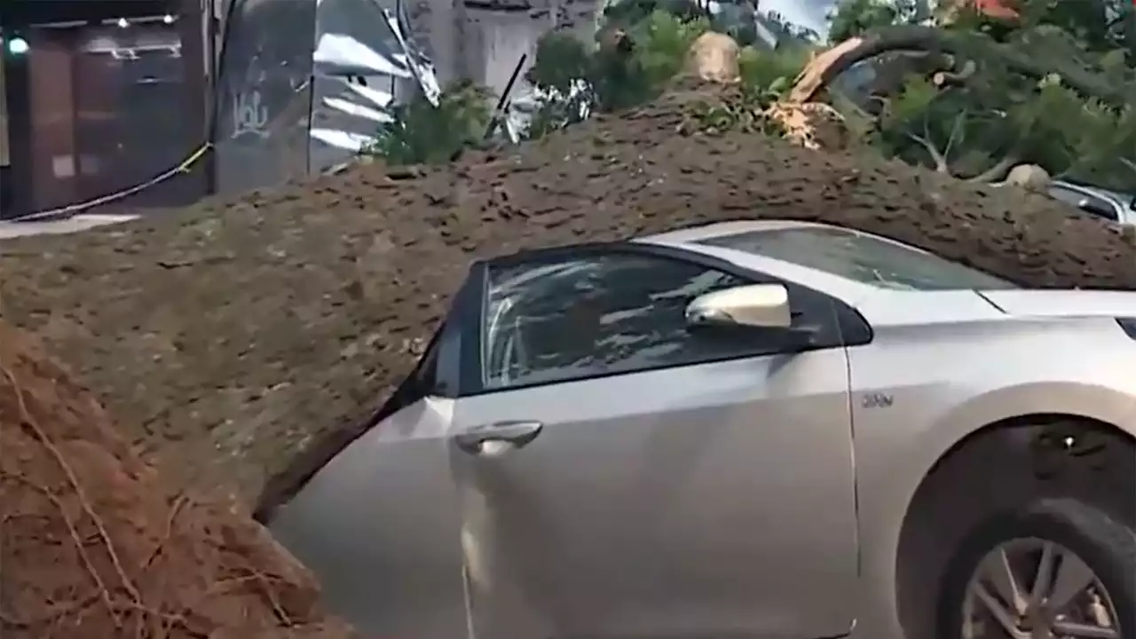 Enorme árbol se desplomó en Palermo y aplastó dos autos