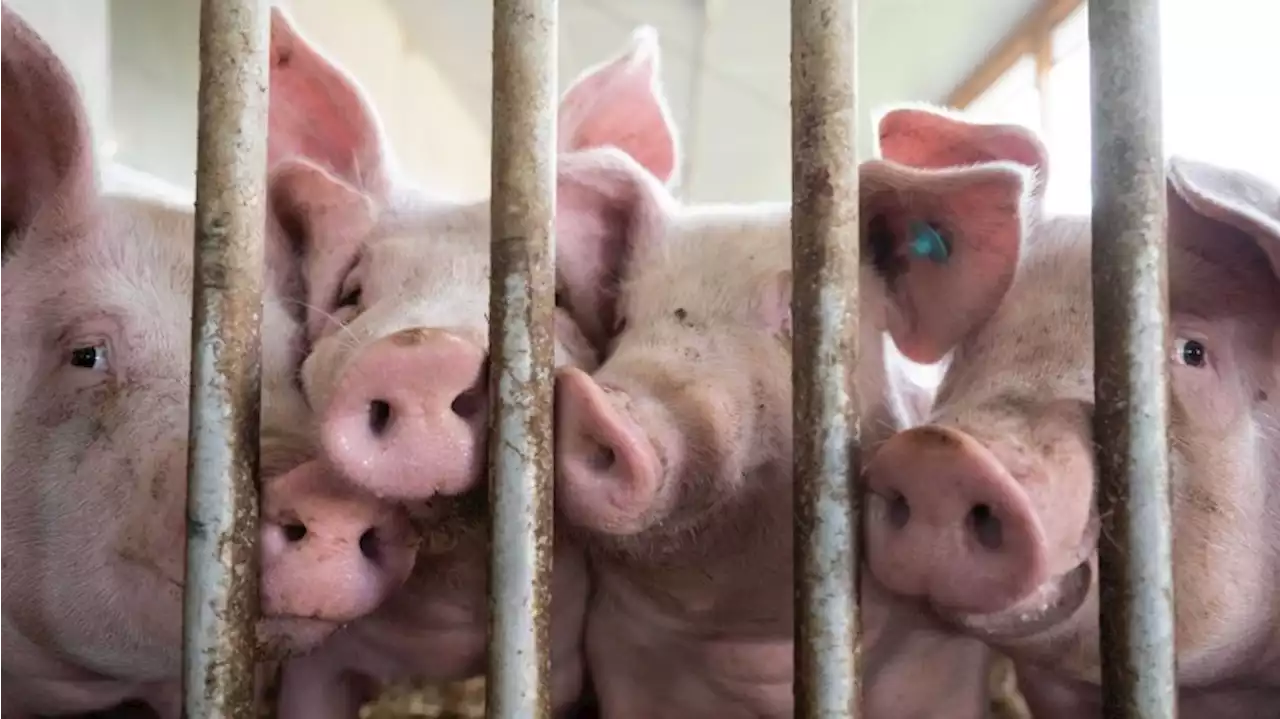 Debatte um mehr Tierwohl auch bei Agrarmesse BraLa