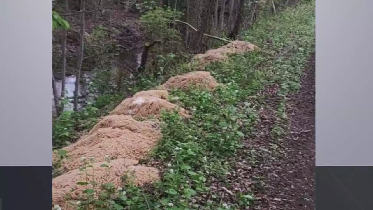 Neighbors Solve Mysterious NJ Pasta Dump Case