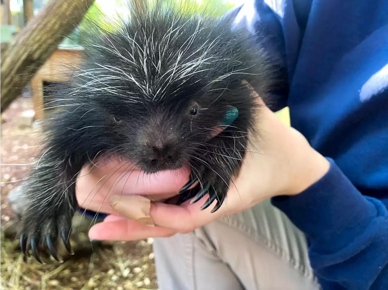 A Prickly Little Bundle of Joy at Montgomery County Zoo