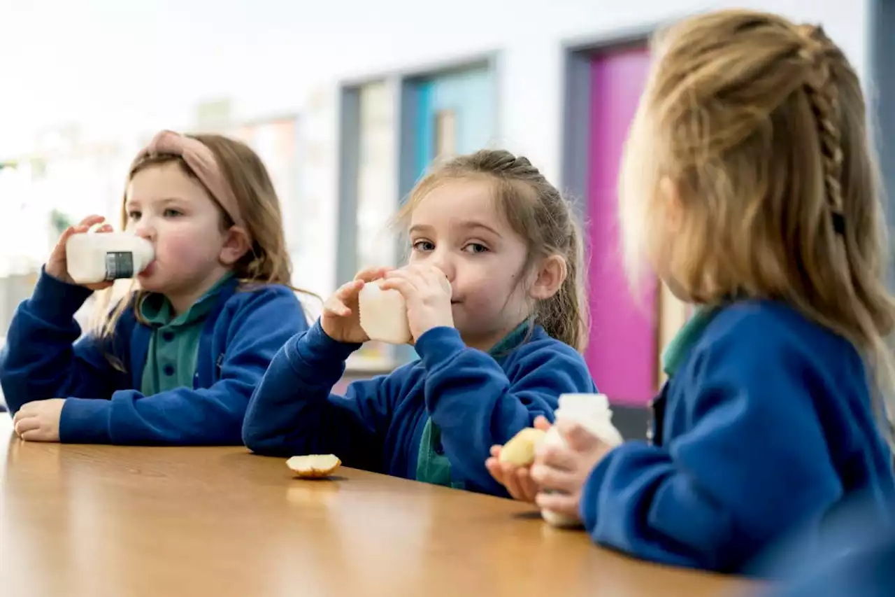 Calorie boost may explain why adults evolved ability to digest milk