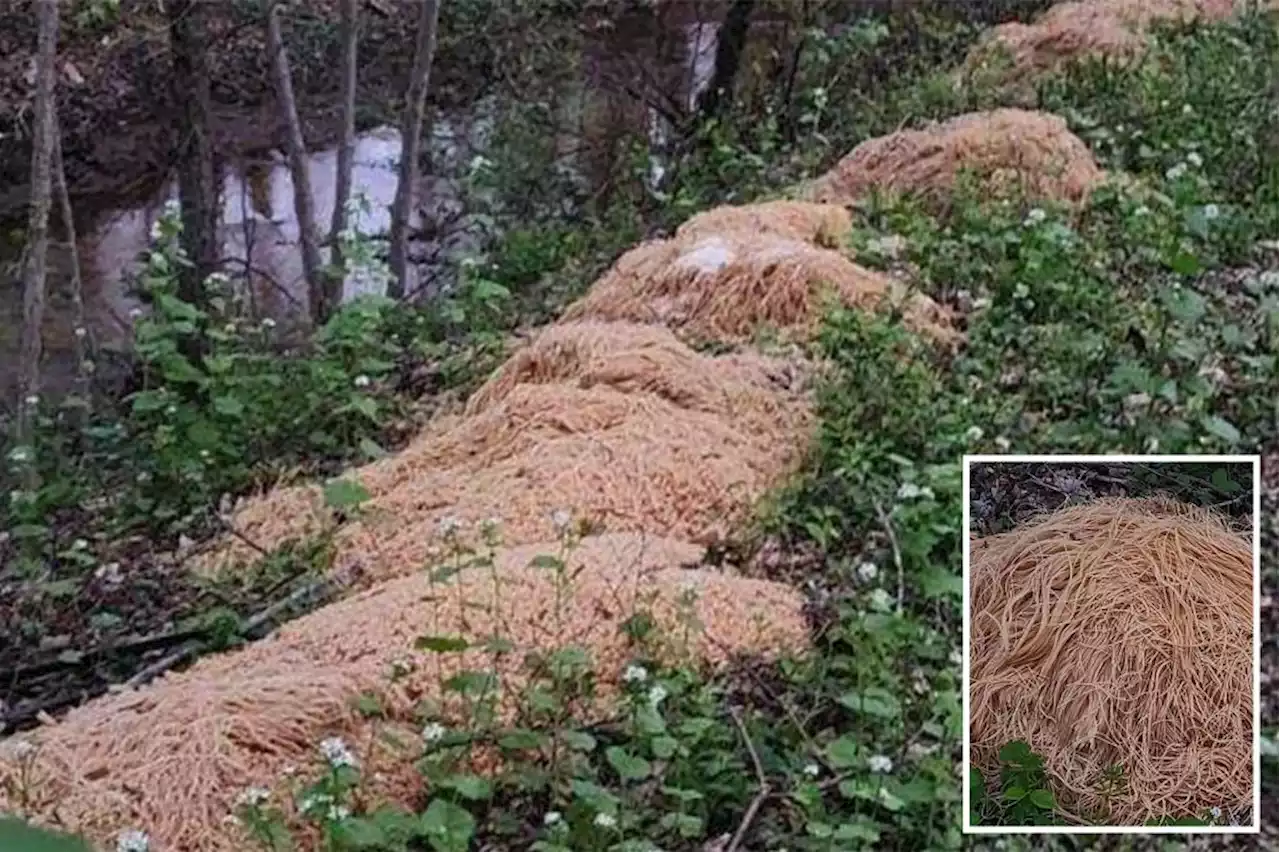 Mission im-pasta-ble! Woman solves mystery of NJ noodle dumper