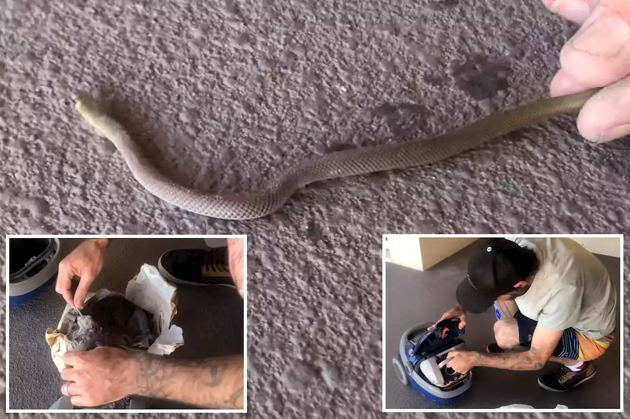 Snake sucked up in vacuum cleaner by couple at Australian resort