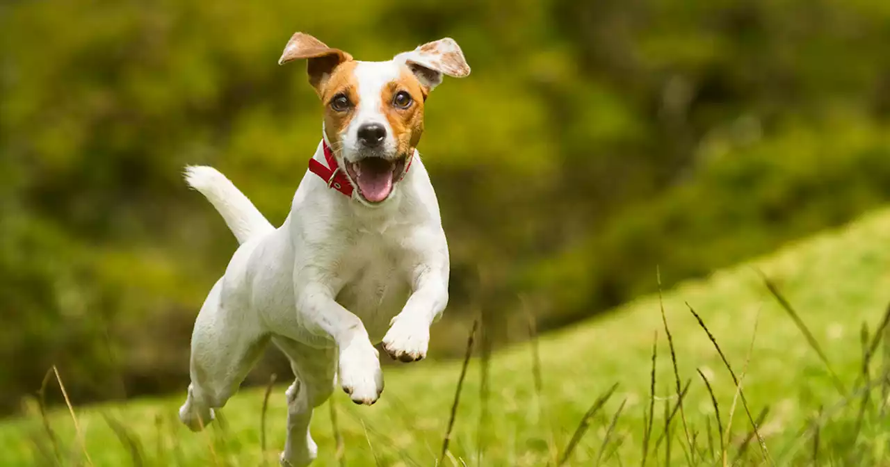 Move over Corgis: Jack Russell becomes new royal top dog