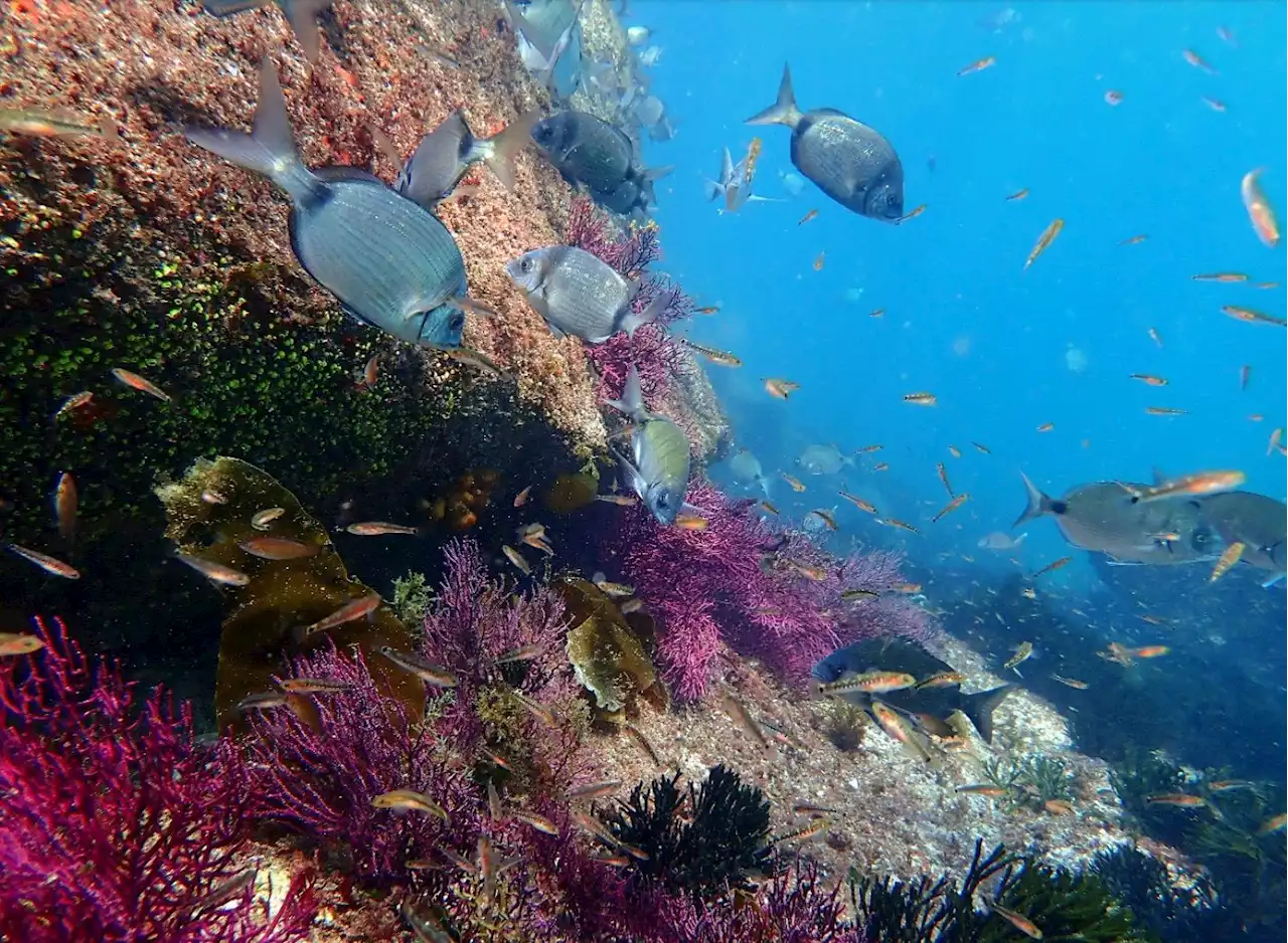 Los inesperados paisajes de la Galicia submarina