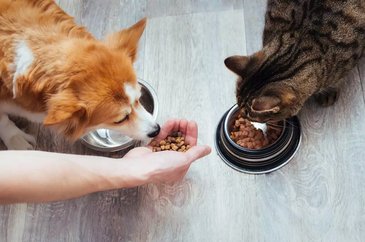 Consejos para elegir comida adecuada para su mascota; ingredientes previenen enfermedades - Pulzo