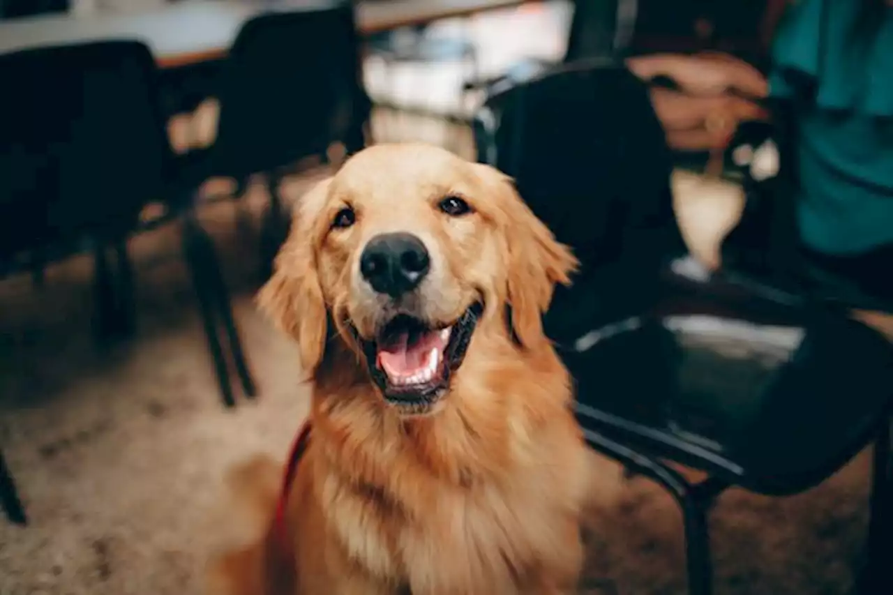 Estas son las razas de perros más tranquilas y obedientes; no todas son pequeñas - Pulzo