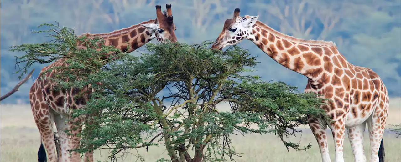 Small-Brained Giraffes Can Perform Statistical Reasoning, According to New Study