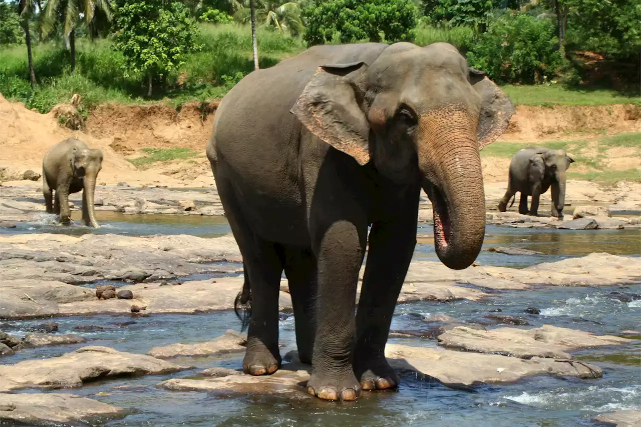 Asia’s Elephant Crisis: A Staggering 64% Habitat Loss in Three Centuries