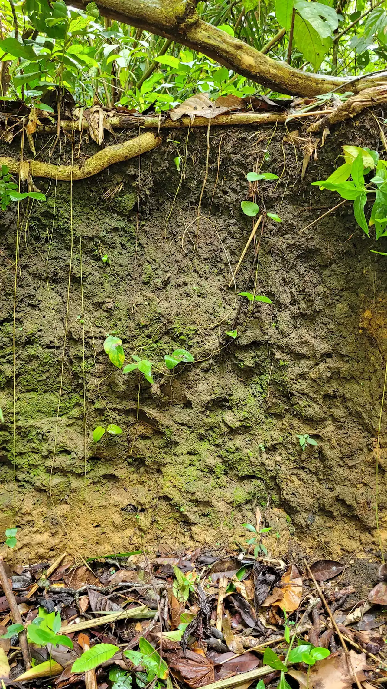 Unearthing the Amazon’s Dark Secret: How Ancient Soil Can Boost Forest Restoration Across the Globe