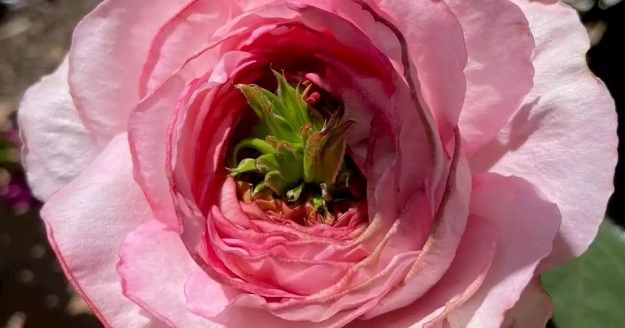 Excess rain has brought flood of rose garden questions