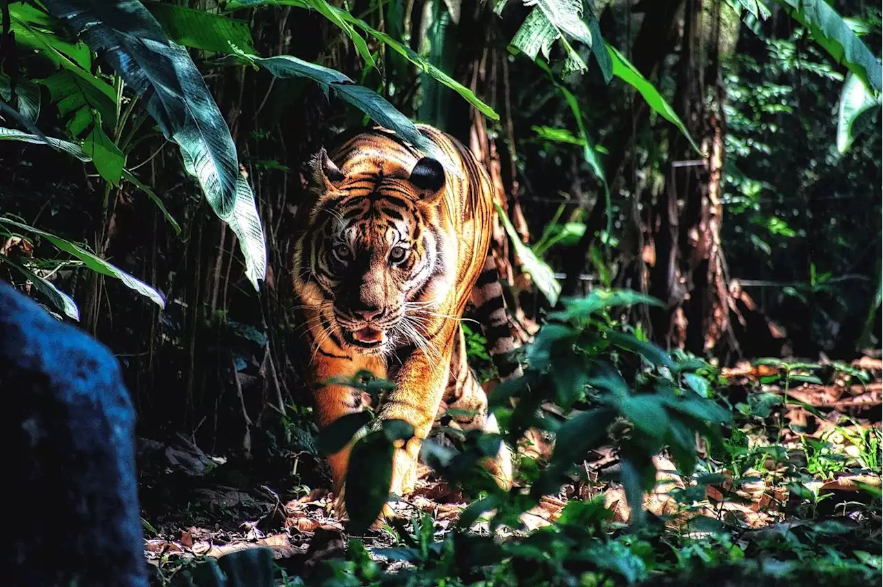 Perak Perhilitan on lookout for tiger in Bukit Berekeh