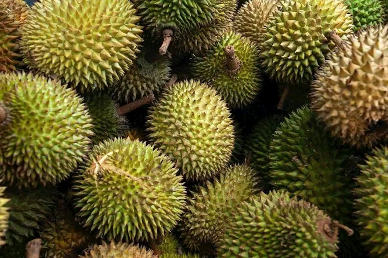 The king of fruits will be better and cheaper this year, Malaysian durian seller says